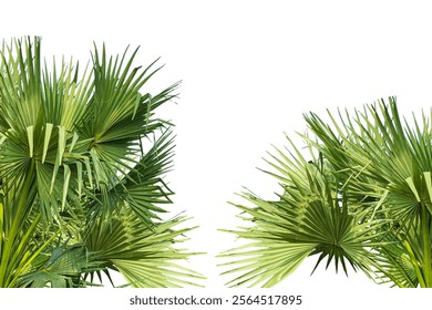 two palm trees frame mockup on a transparent background, palm tree isolated,  A image of Palm tree Frame perfect for design, nature-themed projects, or as a decorative element, Lush Green Fan palm 